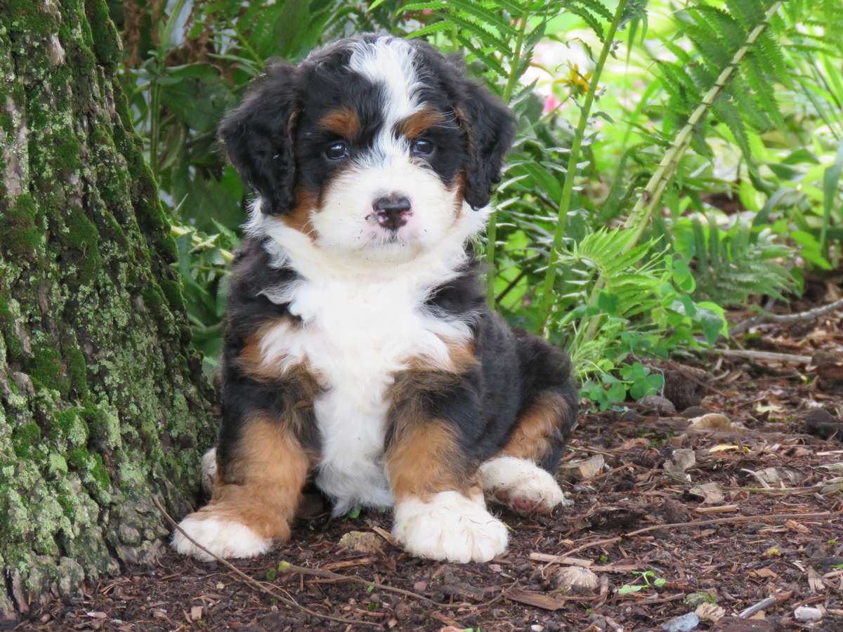 Tri-color bernedoodle puppy